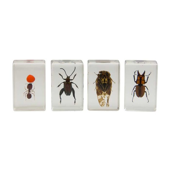 Celestron 3D Bug Specimen Kit 3 # 44409